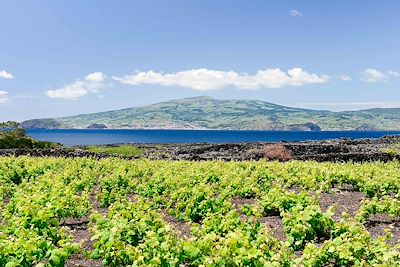© Yvann K / Adobe Stock - Vignes - Ile de Pico - Açores - Portugal Vignes - Ile de Pico - Açores - Portugal