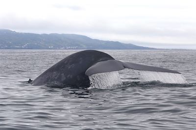 © MICS Richard Sears - Baleine au large de l'île Pico - Açores - Portugal Baleine au large de l'île Pico - Açores - Portugal