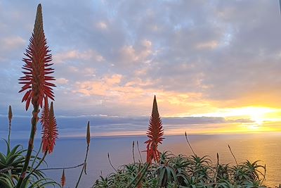 © Emilie Drouet - Fleurs d'Aloe Vera en balcon sur l'océan - Madère - Portugal Fleurs d'Aloe Vera en balcon sur l'océan - Madère - Portugal