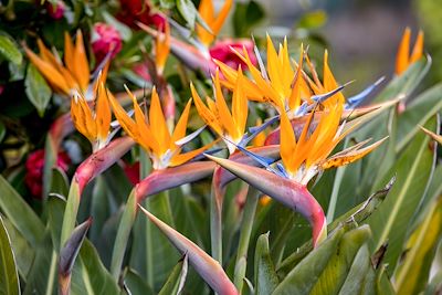 © wjarek / Adobe Stock - Fleur tropicale strelitzia ou oiseau de paradis sur l'île de Madère au Portugal Fleur tropicale strelitzia ou oiseau de paradis sur l'île de Madère au Portugal