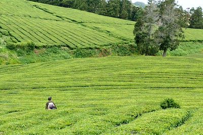 Plantation de thé - Île de São Miguel - Açores - Portugal