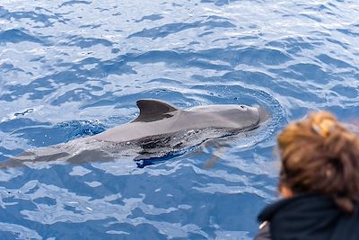© SimonSkafar / Getty Images - Observation des dauphins Observation des dauphins