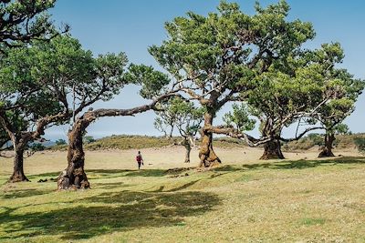 Forêt de Posto Florestal Fanal avec Laurisilva de Madère (forêt de lauriers) - Portugal