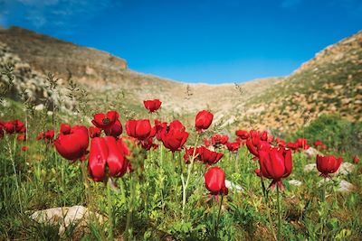 Sur le sentier d'Abraham - Palestine