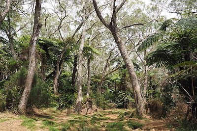 Forêt de Belouve - Île de la Réunion - France