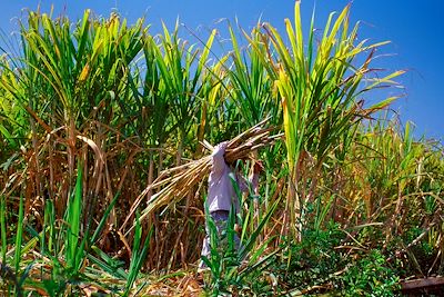 Culture de canne à sucre - Salazie - La Réunion