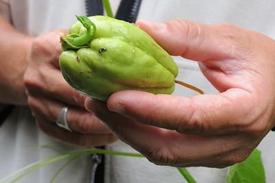 © Gwladys Malnoe - Balade à Dodo - Salazie - La Réunion Balade à Dodo - Salazie - La Réunion