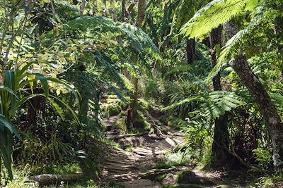 © Emilie Delfaut - Forêt de Belouve - La Réunion Forêt de Belouve - La Réunion