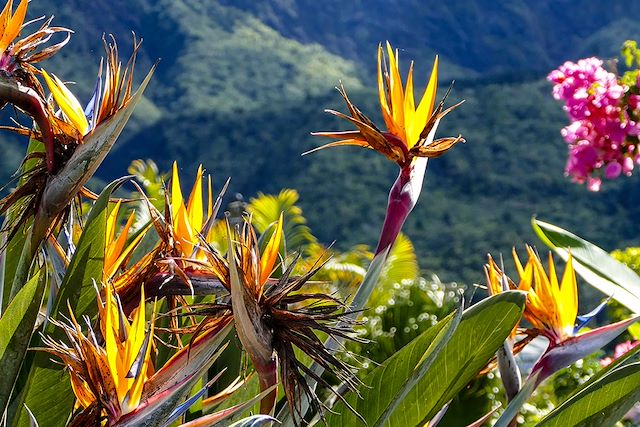 Voyage La Réunion en douceur, balades et saveurs créoles
