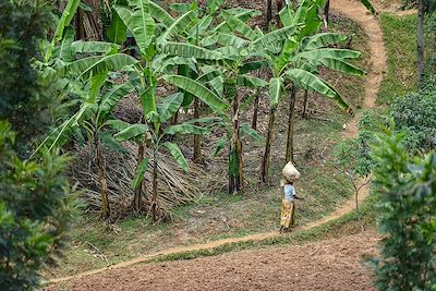 © Oscar Espinosa / Adobe Stock - Femme marchant parmi les champs ensemencés près de Kibuye - District de Karongi - Rwanda Femme marchant parmi les champs ensemencés près de Kibuye - District de Karongi - Rwanda