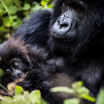 Voyage Rwanda