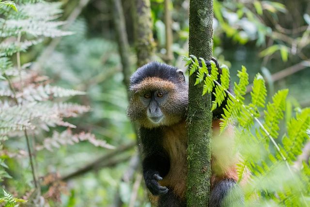 Observation animalière Rwanda