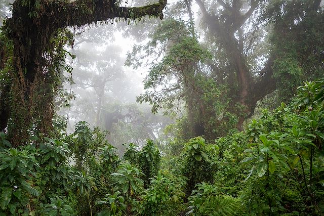 Observation animalière Rwanda