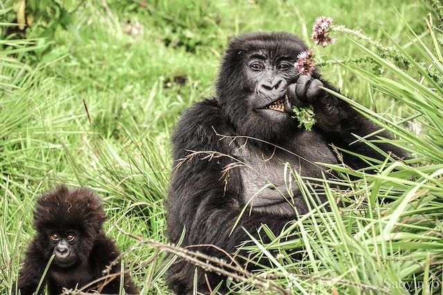 Observation animalière Rwanda