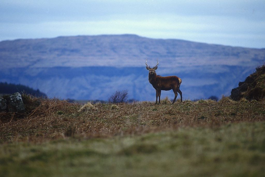 Voyage Les îles sauvages d'Ecosse 2