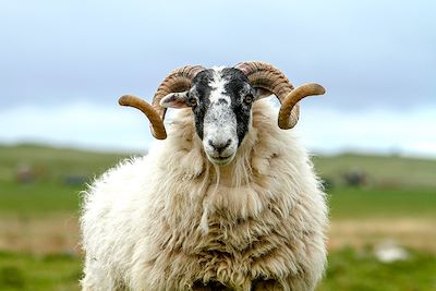 Mouton à South-Uist - Ecosse