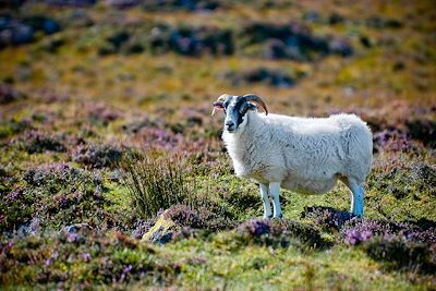 © Romain Lambay - Entre Tain et l'Ile de Skye - Highlands - Ecosse Entre Tain et l'Ile de Skye - Highlands - Ecosse