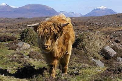 © Marion Rimbaud - Vache écossaise, type des Highlands - Ecosse - Royaume-Uni Vache écossaise, type des Highlands - Ecosse - Royaume-Uni