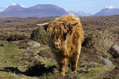 Vache écossaise, type des Highlands - Ecosse - Royaume-Uni