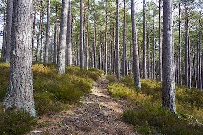 Rothiemurchus Forest - Aviemore - Ecosse - Royaume-Uni