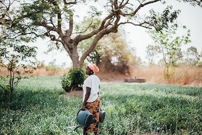 Champs d'oignons près de Dassilamé - Sénégal