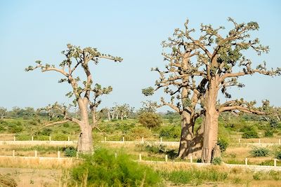 Baobabs dans la réserve de Bandia - Sénégal