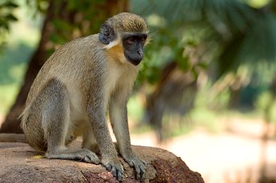 Singe - Parc national du Niokolo-Koba - Tambacounda - Sénégal