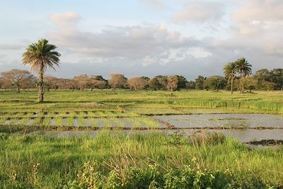 Rizière - Casamance - Sénégal