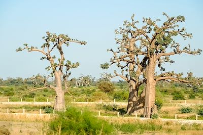 Baobabs dans la réserve de Bandia - Sénégal