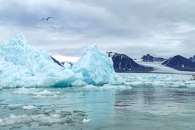© Paloma Corbel - Sterne arctique - Spitzberg - Norvège Sterne arctique - Spitzberg - Norvège