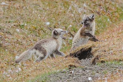 © Jean-Michel Bergier - Renards Arctique - Spitzberg - Norvège Renards Arctique - Spitzberg - Norvège