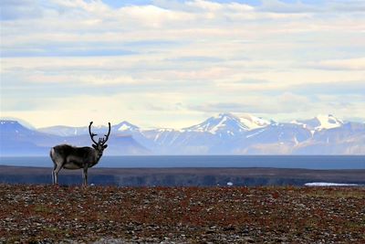 © Marion Rimbaud - Vue sur l'Isfjord depuis la toundra - Spitzberg - Norvège Vue sur l'Isfjord depuis la toundra - Spitzberg - Norvège