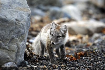 © Pierre Descotes - Spitzberg - Norvège Spitzberg - Norvège