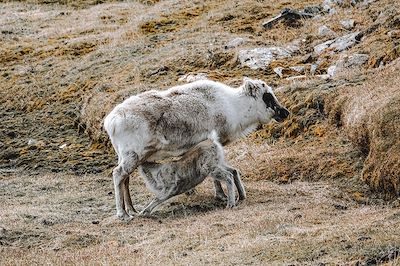 © Philippe Kunert - Rennes - Spitzberg - Norvège Rennes - Spitzberg - Norvège