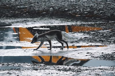© Philippe Kunert - Renard Arctique - Spitzberg - Norvège Renard Arctique - Spitzberg - Norvège