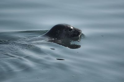 © Philippe Kunert - Phoque - Spitzberg - Norvège Phoque - Spitzberg - Norvège
