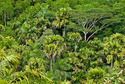 © MONTICO Lionel / Hemis.fr - Réserve naturelle de la vallée de Mai - île de Praslin - Seychelles Réserve naturelle de la vallée de Mai - île de Praslin - Seychelles