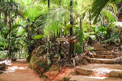 © Emma Labuzan - Parc national de la Vallée de Mai - Ile de Praslin - Seychelles Parc national de la Vallée de Mai - Ile de Praslin - Seychelles