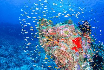 © Chris Mason Parker / Tourism Seychelles - Fond marin - Seychelles Fond marin - Seychelles