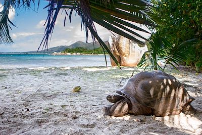 © imageBROKER/Dirk Rueter, imageBROKER.com GmbH & Co. KG / Alamy / Hemis - Tortue géante d'Aldabra - Ile de Curieuse - Seychelles Tortue géante d'Aldabra - Ile de Curieuse - Seychelles