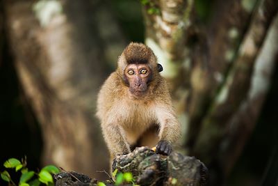 © Lebedev_yurii /Istock - Singe dans le parc national de Khao Sok -Thaïlande Singe dans le parc national de Khao Sok -Thaïlande