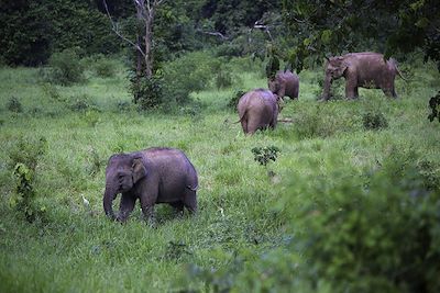 © S_Tanongsak / iStock - Éléphants - Thaïlande Éléphants - Thaïlande