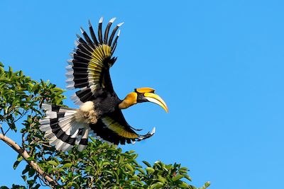 Calao - Parc National Khao Yai - Thaïlande