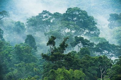 © Chalit Saphaphak / Stocksy - Khao Yai en Thailande Khao Yai en Thailande