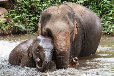 Bain des éléphants - Thailande