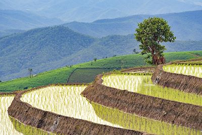 Rizière - Province de Chiang Mai - Thaïlande