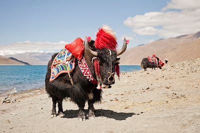 © maikid / IStock - Yak - Tibet Yak - Tibet