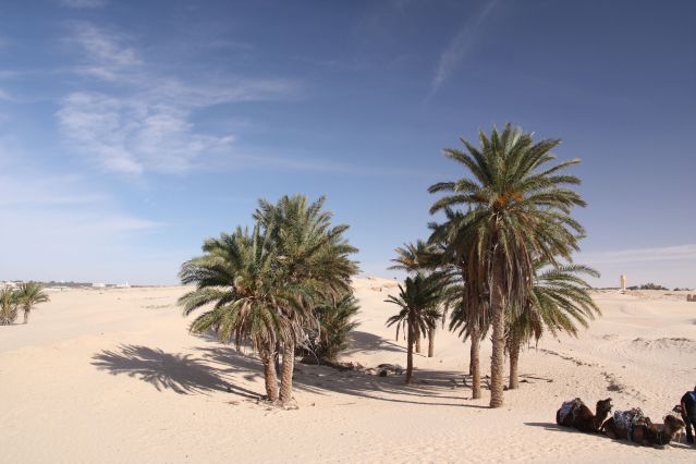 Voyage Oasis et dunes du Grand Erg oriental 3