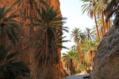 © ONTT - Oasis - Tunisie Oasis - Tunisie