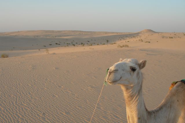 Randonnée avec chameau